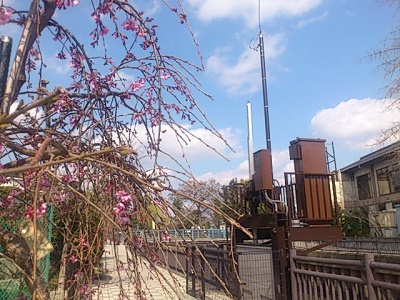 伝右川遊歩道 そうか桜の様子