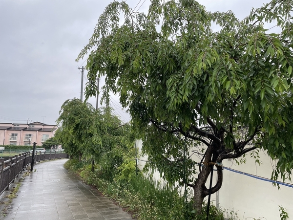 雨降り"